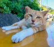 ちゅ〜るで目を覚ました猫