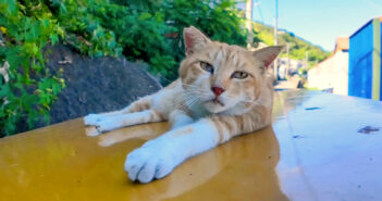 ちゅ〜るで目を覚ました猫