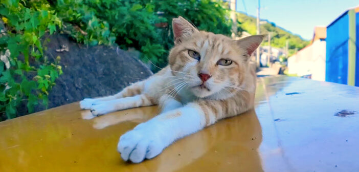 ちゅ〜るで目を覚ました猫