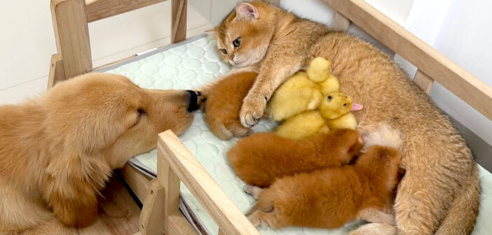 アヒルのヒナを世話する母猫