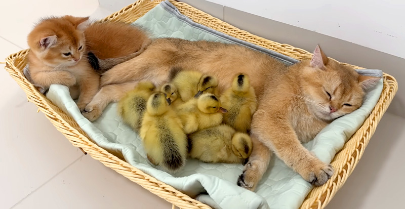 母猫に甘えるヒナ達