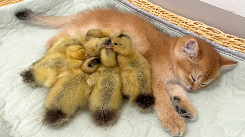 子猫に甘えるヒナ達
