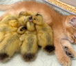 子猫に甘えるヒナ達