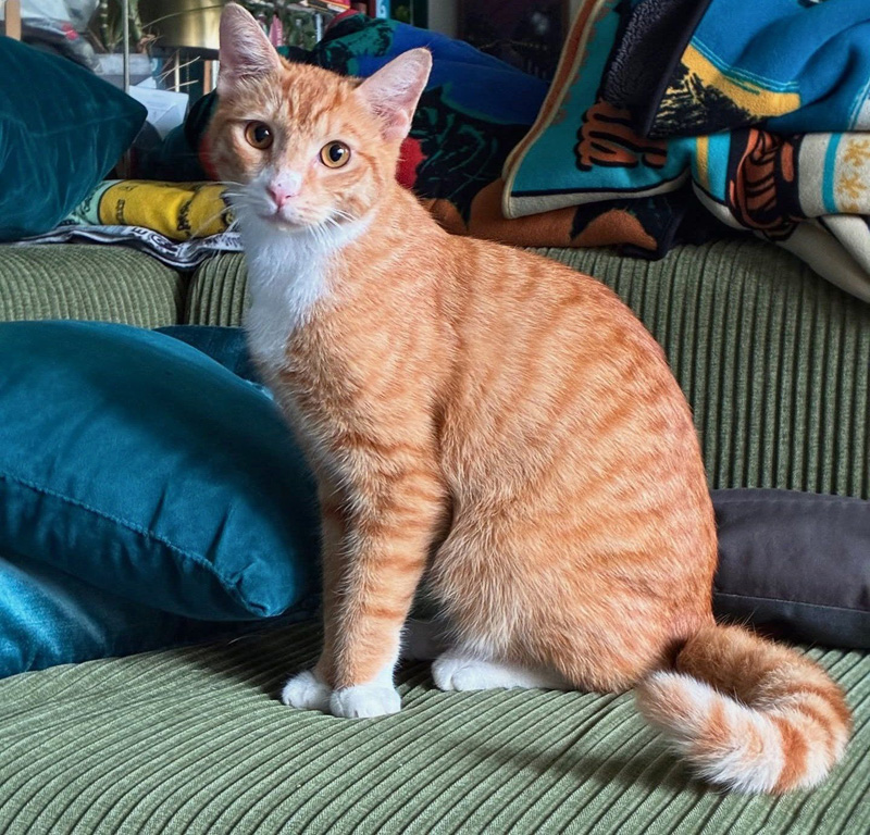 保護された猫