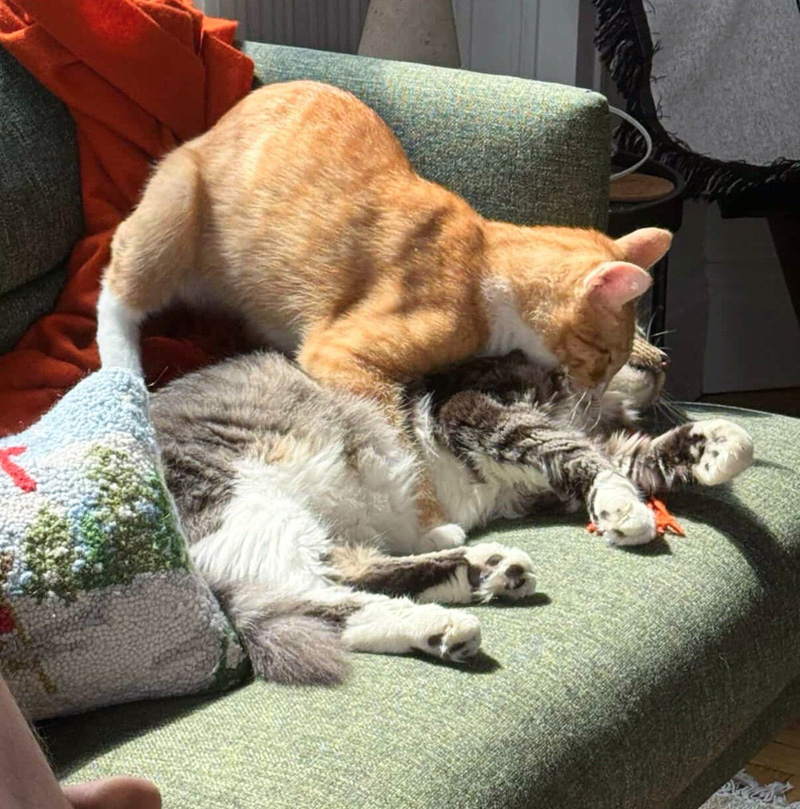 仲良くなった猫達