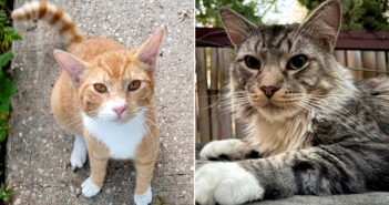 新婚旅行中に猫を1匹飼う計画を立てた夫婦。結局、別々の場所で保護された2匹の猫を一緒に引き取ることに! 別々の場所で保護された2匹の猫