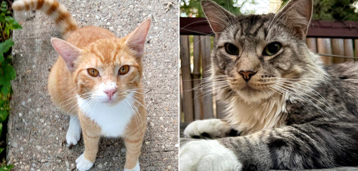 別々の場所で保護された2匹の猫