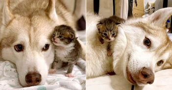 ハスキー犬と子猫
