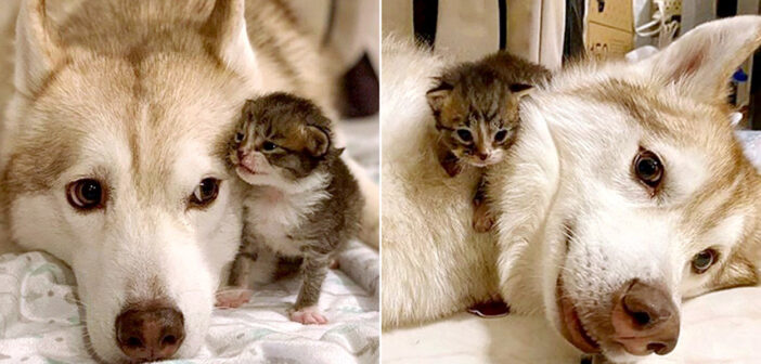 ハスキー犬と子猫