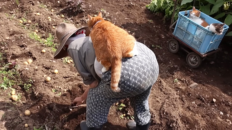 おばあちゃんの背中に乗る猫