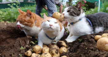 ジャガイモ掘りをする猫