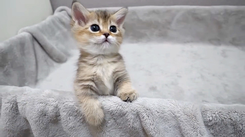 外に出たい子猫