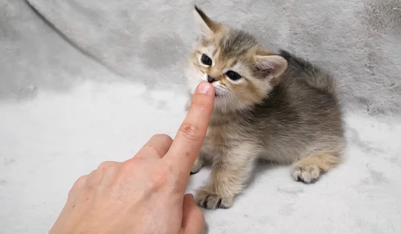 飼い主さんに邪魔される子猫
