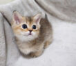 外に出たい子猫