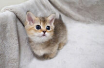 外に出たい子猫