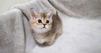 外に出たい子猫