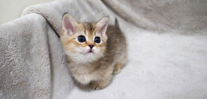 外に出たい子猫