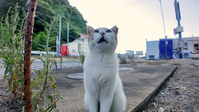 必ず挨拶してくる猫