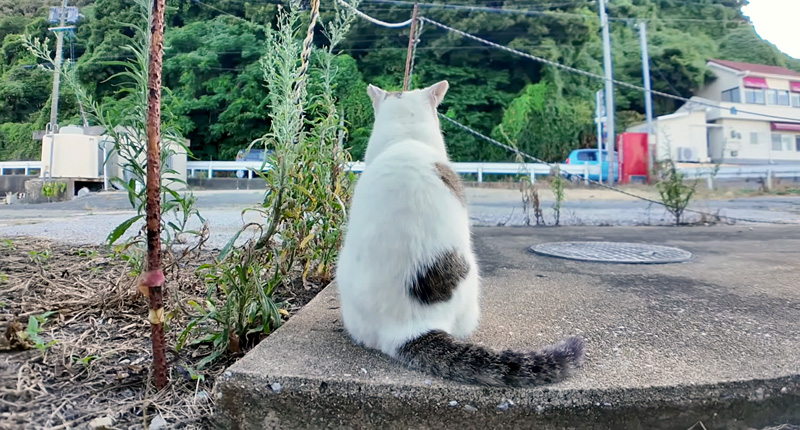 背中を向けて座る猫