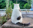 背中を向けて座る猫
