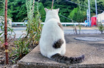 背中を向けて座る猫