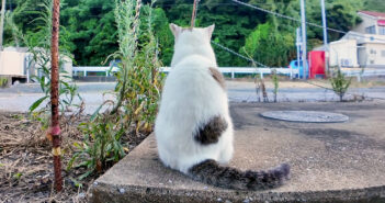 背中を向けて座る猫