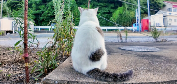 背中を向けて座る猫