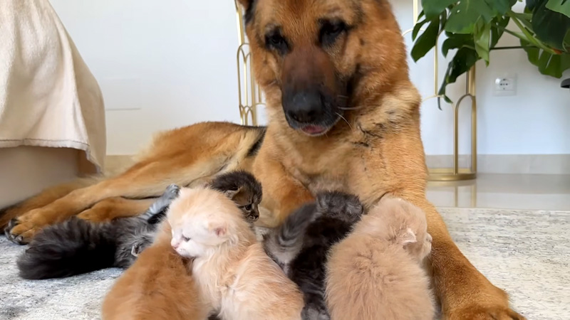 子猫達に襲われるジャーマンシェパード