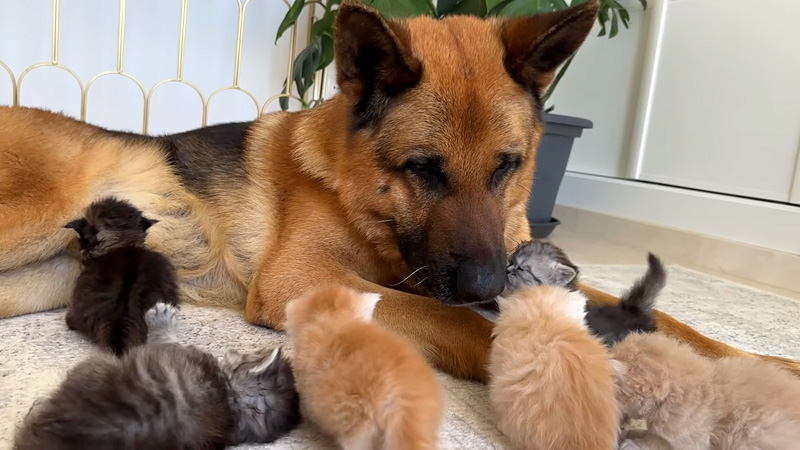 子猫達に襲われるジャーマンシェパード