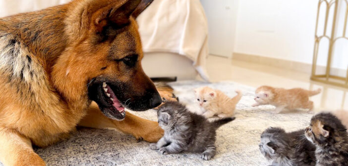 子猫達に襲われるジャーマンシェパード