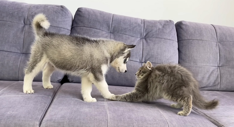 ハスキー犬の子犬を警戒する子猫