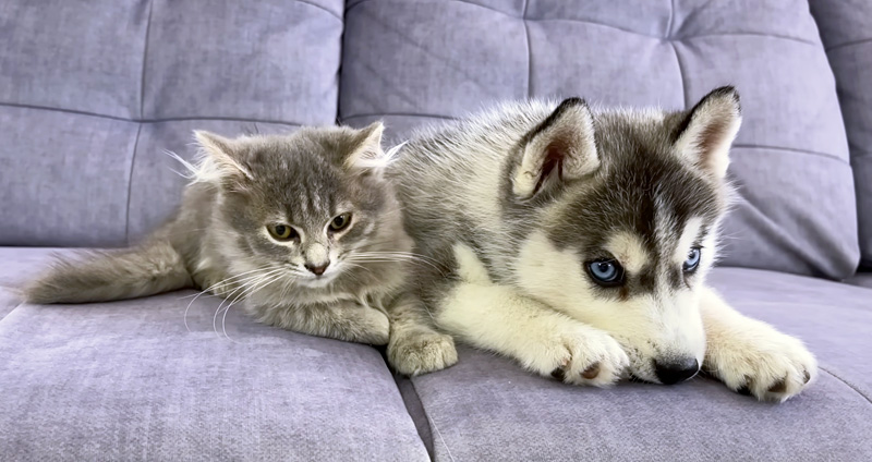 ハスキー犬の子犬が気になる子猫