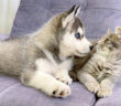 ハスキー犬の子犬に初めて会った子猫
