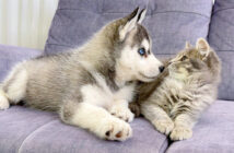 ハスキー犬の子犬に初めて会った子猫