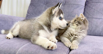 ハスキー犬の子犬に初めて会った子猫