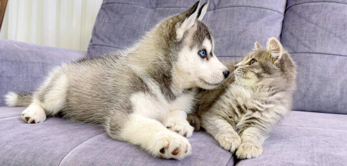 ハスキー犬の子犬に初めて会った子猫