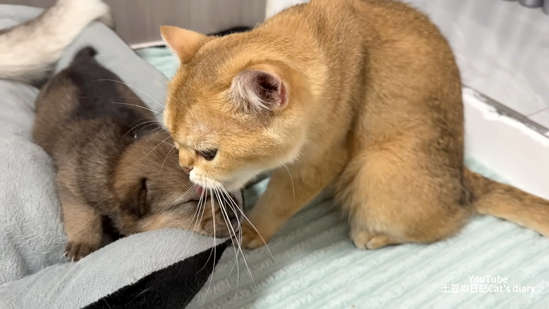 子犬の世話をする猫