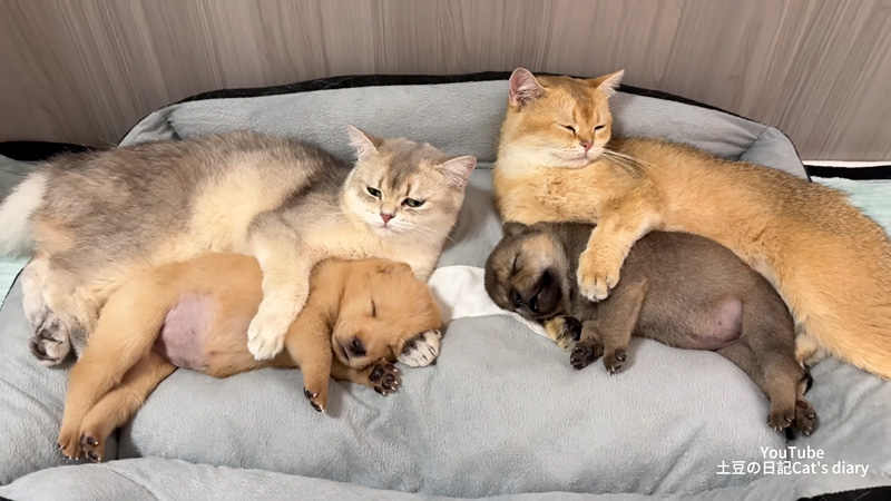 子犬達を寝かしつける猫達