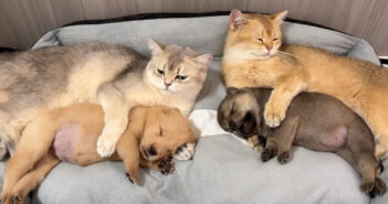 母犬に置き去りにされていた2匹の子犬を見つけた猫達。愛情いっぱいに世話を始めて、優しく寝かしつける姿に心が温まる 子犬達を寝かしつける猫達