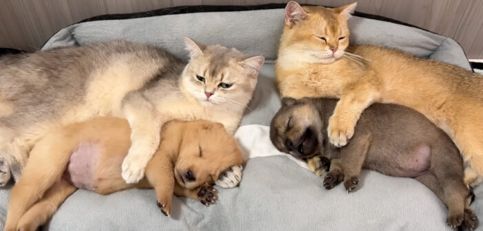 子犬達を寝かしつける猫達
