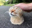 香箱座りの猫