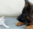 シェパードを怖がる子猫