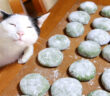 草餅作りを見守る猫