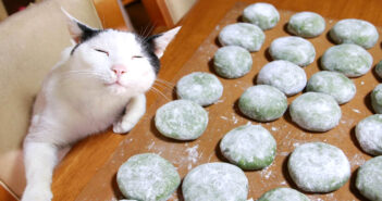 草餅作りをするおばあちゃんを見守る猫達。その懐かしさを感じる光景に自然と心が和む (*´ｪ｀*)
