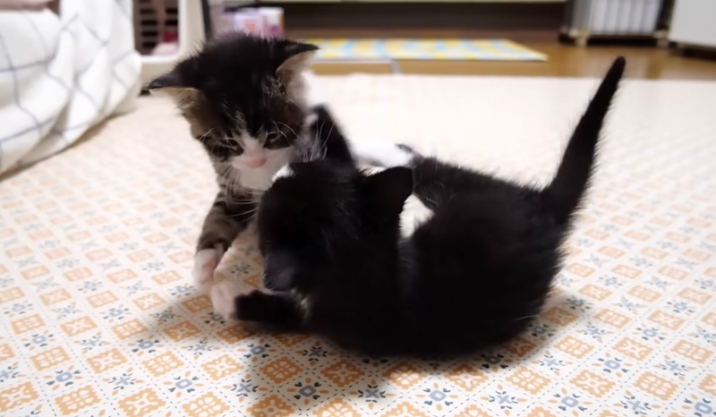 じゃれ合う子猫達