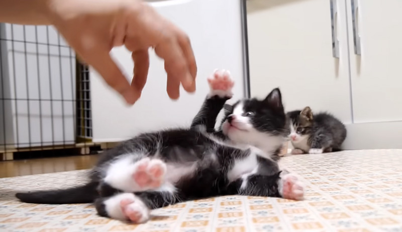 ママと遊ぶ子猫