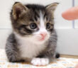ママと遊びたい子猫