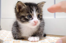 ママと遊びたい子猫