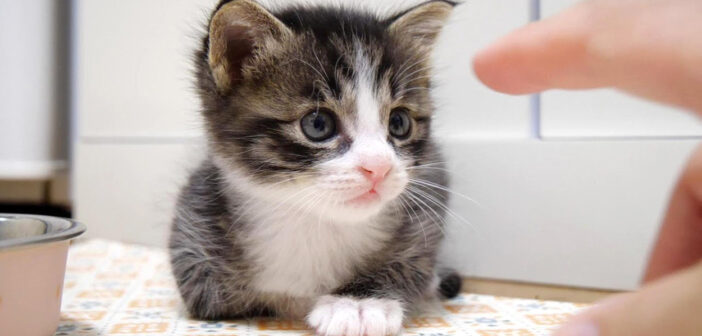 ママと遊びたい子猫