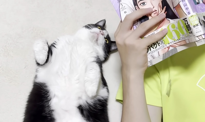 お兄ちゃんと一緒に漫画を読む猫
